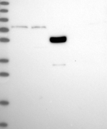 KIAA1324L Antibody in Western Blot (WB)
