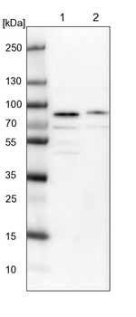 KIAA1324L Antibody in Western Blot (WB)