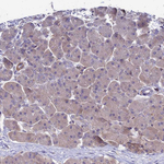 ETNPPL Isoform 1 Antibody in Immunohistochemistry (Paraffin) (IHC (P))