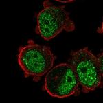 ZNF717 Polyclonal Antibody
