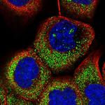 OTUD7A Polyclonal Antibody