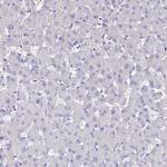 NME5 Antibody in Immunohistochemistry (Paraffin) (IHC (P))