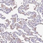 NME5 Antibody in Immunohistochemistry (Paraffin) (IHC (P))