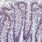 SPIN4 Antibody in Immunohistochemistry (Paraffin) (IHC (P))