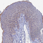 SPIN4 Antibody in Immunohistochemistry (Paraffin) (IHC (P))
