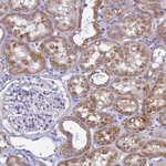 SPIN4 Antibody in Immunohistochemistry (Paraffin) (IHC (P))