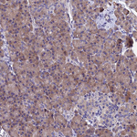 SPIN4 Antibody in Immunohistochemistry (Paraffin) (IHC (P))