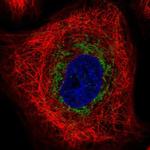 TRAM1L1 Polyclonal Antibody