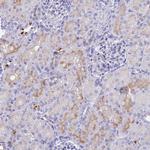 TMEM161B Antibody in Immunohistochemistry (Paraffin) (IHC (P))
