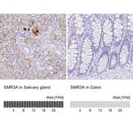 SMR3A Antibody