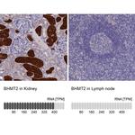BHMT2 Antibody