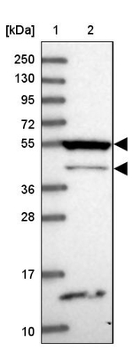 RASGEF1B Antibody in Western Blot (WB)
