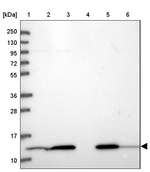 HINT1 Antibody in Western Blot (WB)