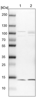 HINT1 Antibody in Western Blot (WB)