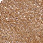 ADH5 Antibody in Immunohistochemistry (Paraffin) (IHC (P))