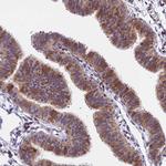 CDNF Antibody in Immunohistochemistry (Paraffin) (IHC (P))