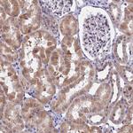 CDNF Antibody in Immunohistochemistry (Paraffin) (IHC (P))