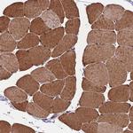 CDNF Antibody in Immunohistochemistry (Paraffin) (IHC (P))