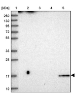 CDNF Antibody in Western Blot (WB)