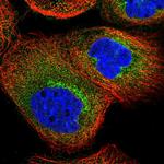 C6orf132 Polyclonal Antibody