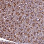 KCTD16 Polyclonal Antibody