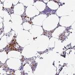 MEIG1 Polyclonal Antibody