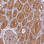 TMEM258 Antibody in Immunohistochemistry (Paraffin) (IHC (P))