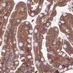 TMEM258 Antibody in Immunohistochemistry (Paraffin) (IHC (P))