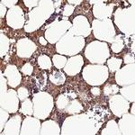 TMEM258 Antibody in Immunohistochemistry (IHC)