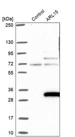 ARL15 Antibody in Western Blot (WB)
