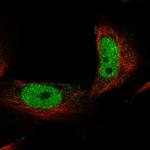 OBFC2B Polyclonal Antibody