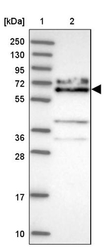 KLC1 Antibody in Western Blot (WB)