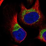 COX14 Polyclonal Antibody