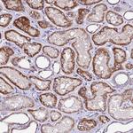COX14 Antibody in Immunohistochemistry (Paraffin) (IHC (P))