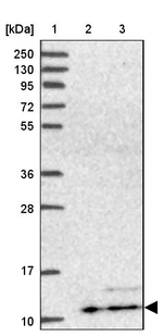 ATP5L Antibody in Western Blot (WB)