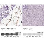 PLIN4 Antibody