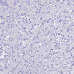 PNMA5 Antibody in Immunohistochemistry (Paraffin) (IHC (P))