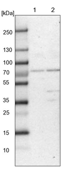 CLCN3 Antibody in Western Blot (WB)