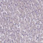 DCAF12L2 Antibody in Immunohistochemistry (Paraffin) (IHC (P))