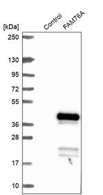 FAM76A Antibody in Western Blot (WB)