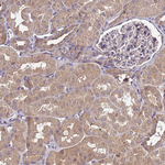 GSPT2 Antibody in Immunohistochemistry (Paraffin) (IHC (P))