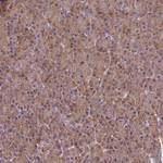 GSPT2 Antibody in Immunohistochemistry (Paraffin) (IHC (P))