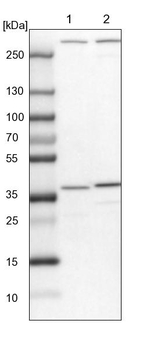 SNX11 Antibody in Western Blot (WB)