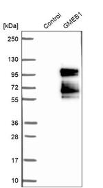 GMEB1 Antibody in Western Blot (WB)