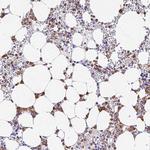 VWC2L Polyclonal Antibody