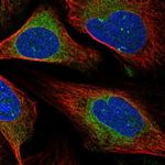 MXRA7 Polyclonal Antibody