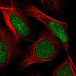 SH3RF3 Antibody in Immunocytochemistry (ICC/IF)