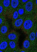 DNPEP Polyclonal Antibody