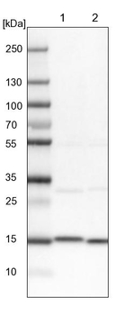 DNPEP Antibody in Western Blot (WB)