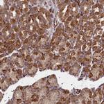 TSPYL4 Polyclonal Antibody